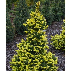 Ель колючая Майголд (Picea pungens 'Maigold)